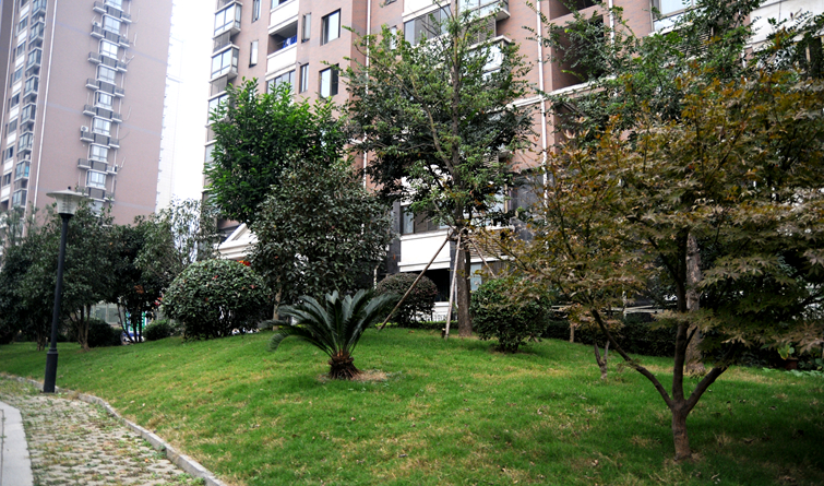 改造后,華亭陽光綠洲小區(qū)綠植繁茂錯(cuò)落有致